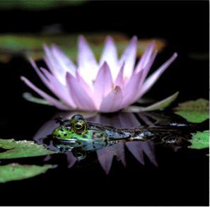frog