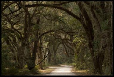 trees
